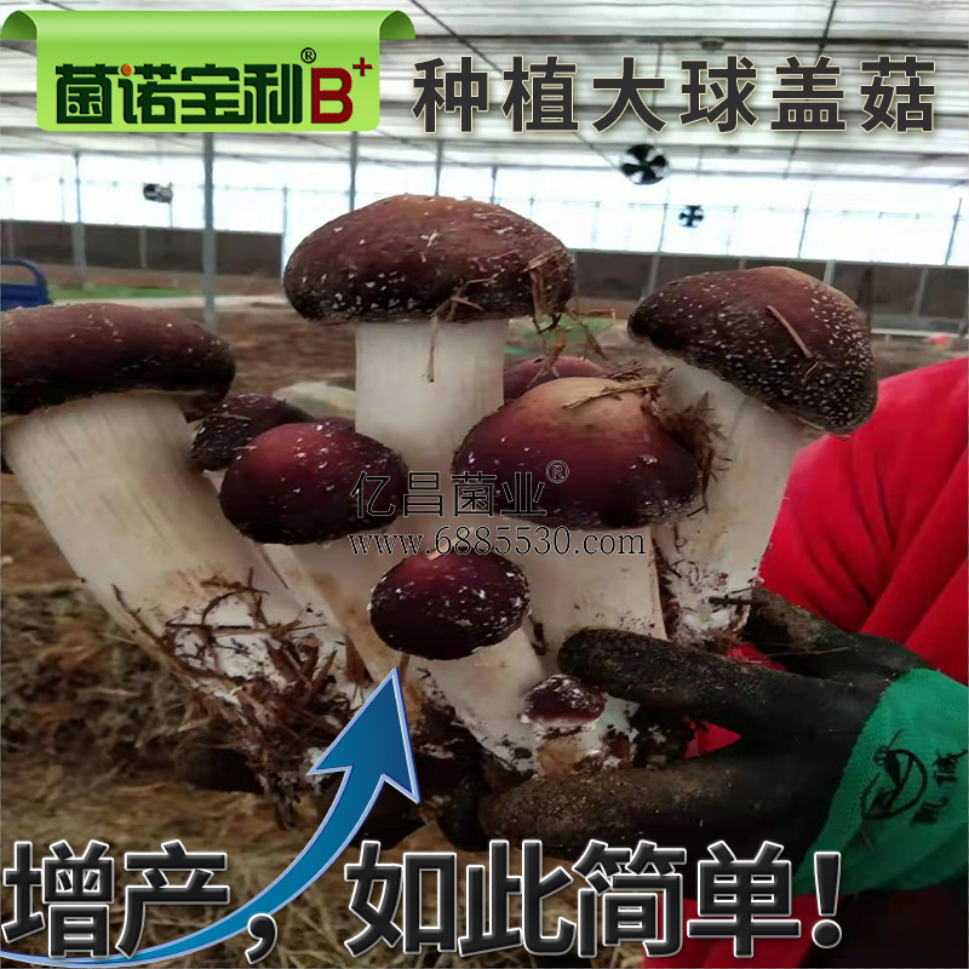 亿昌菌业菌诺宝利B+（网页-38）种植大球盖菇，高产如此简单